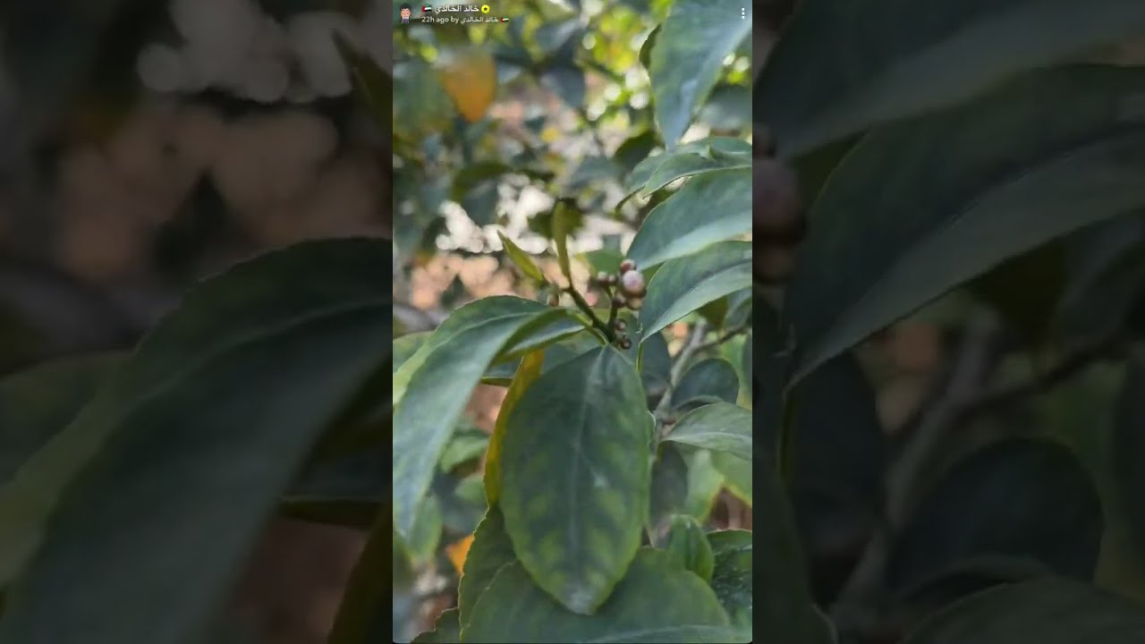 يوميات #خالد_الخالدي مع صلاح و عبدالرحمن وعلي المصري في ضيافة بوعثمان -راس الخيمة 23-1-2026