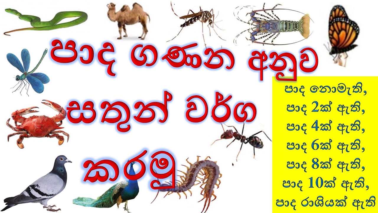 පාද අනුව සතුන් වර්ග කරමු | pada anuwa sathun warga karamu #education #animals #parisaraya #study