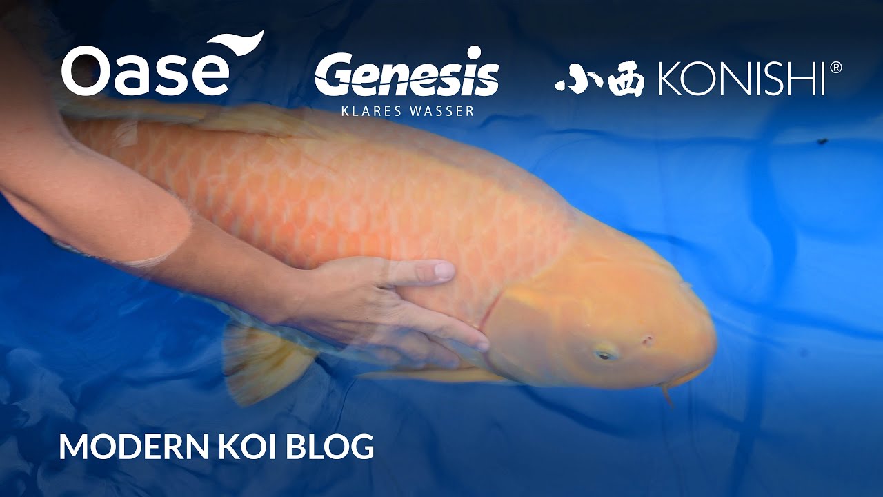 Modern Koi Blog #5620 - Live aus Japan: Riesenkoi aus der Glashausaufzucht