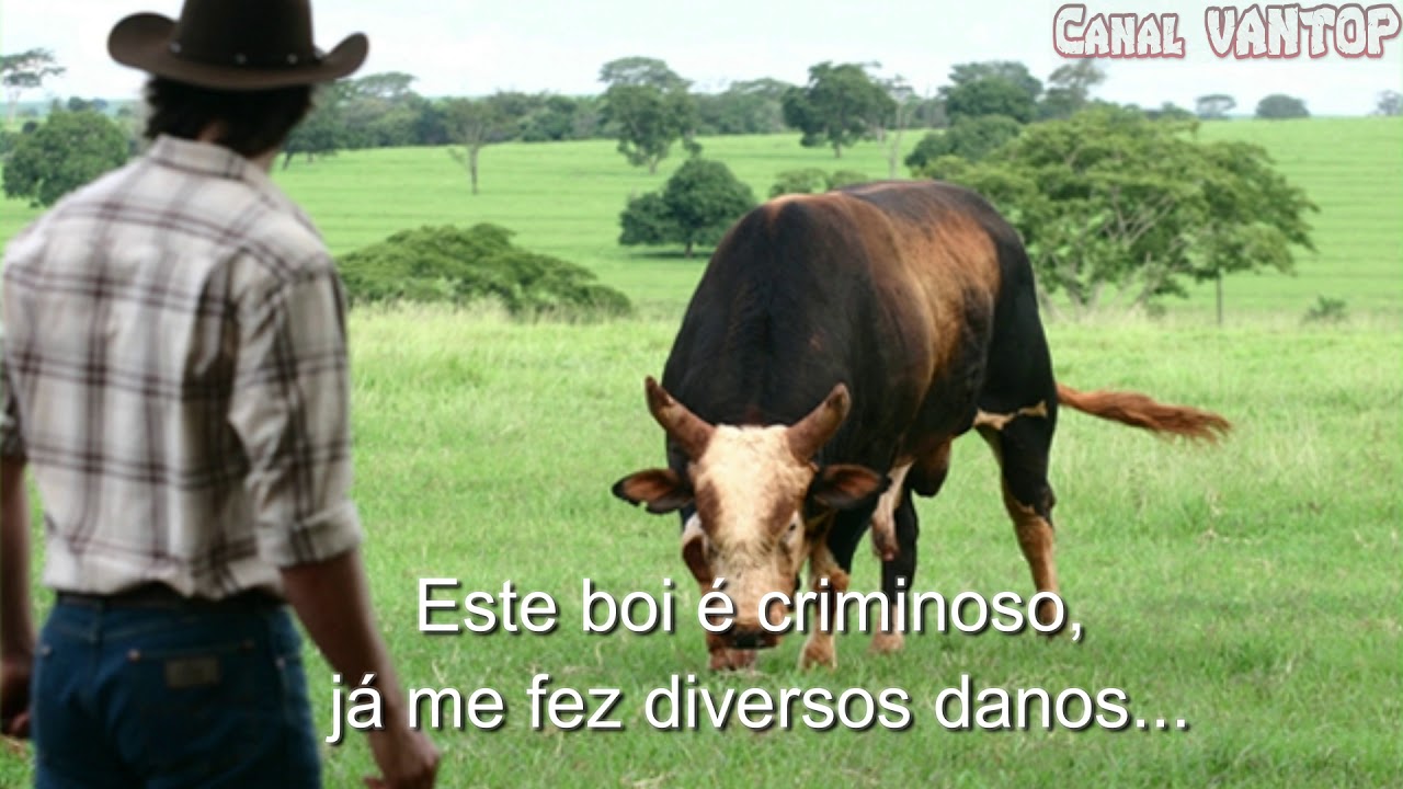 Boi Soberano - Ti&atilde;o Carreiro e Pardinho - com Letra