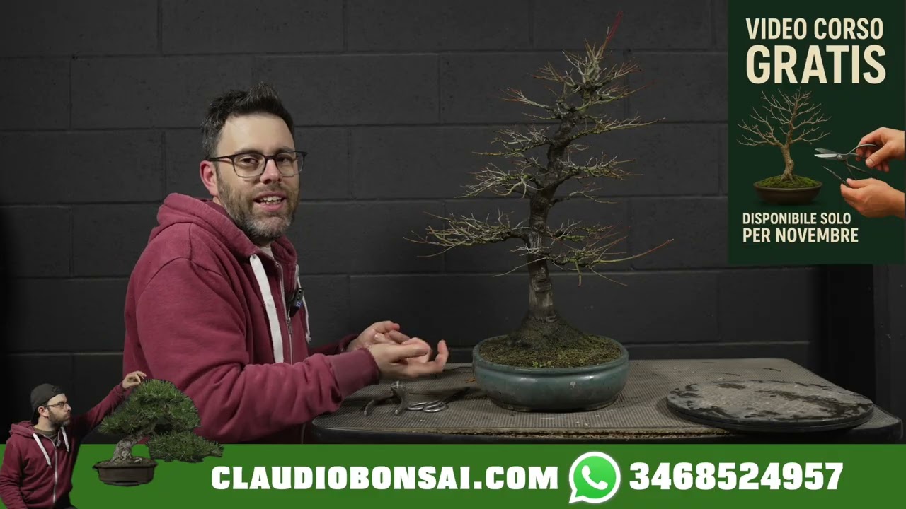 COME METTO IL FILO SUI MIEI BONSAI