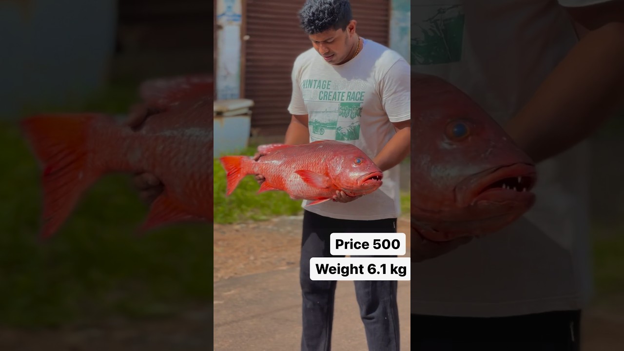 6 കിലോ ഉള്ള ചെമ്പല്ലി 😳😱 #fish #mangrovejack #redsnapper #fishing #fishstory #fishlovers