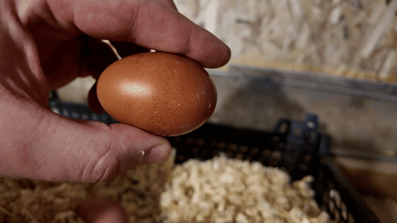 Содержание несушек в зимнее время.  Добавки и пропойки. Птицеводство