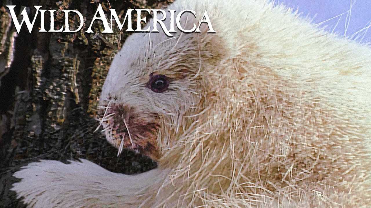Wild America | S11 E7 The Prickly Porcupine | Full Episode HD