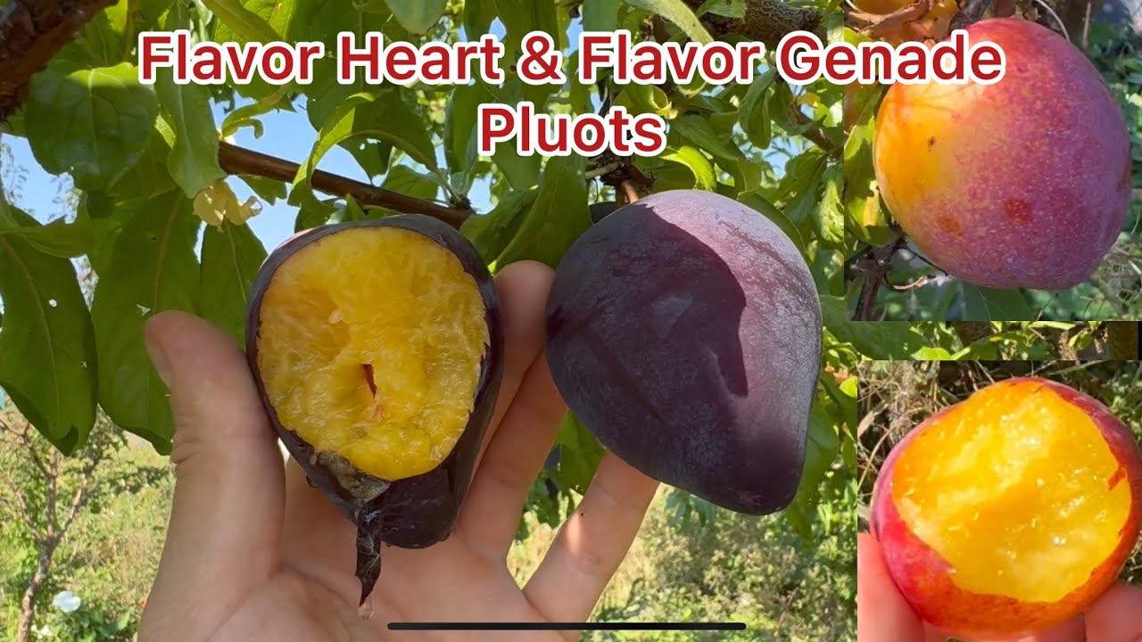 Flavor Heart & Flavor Grenade Pluots Taste Test NW WA 