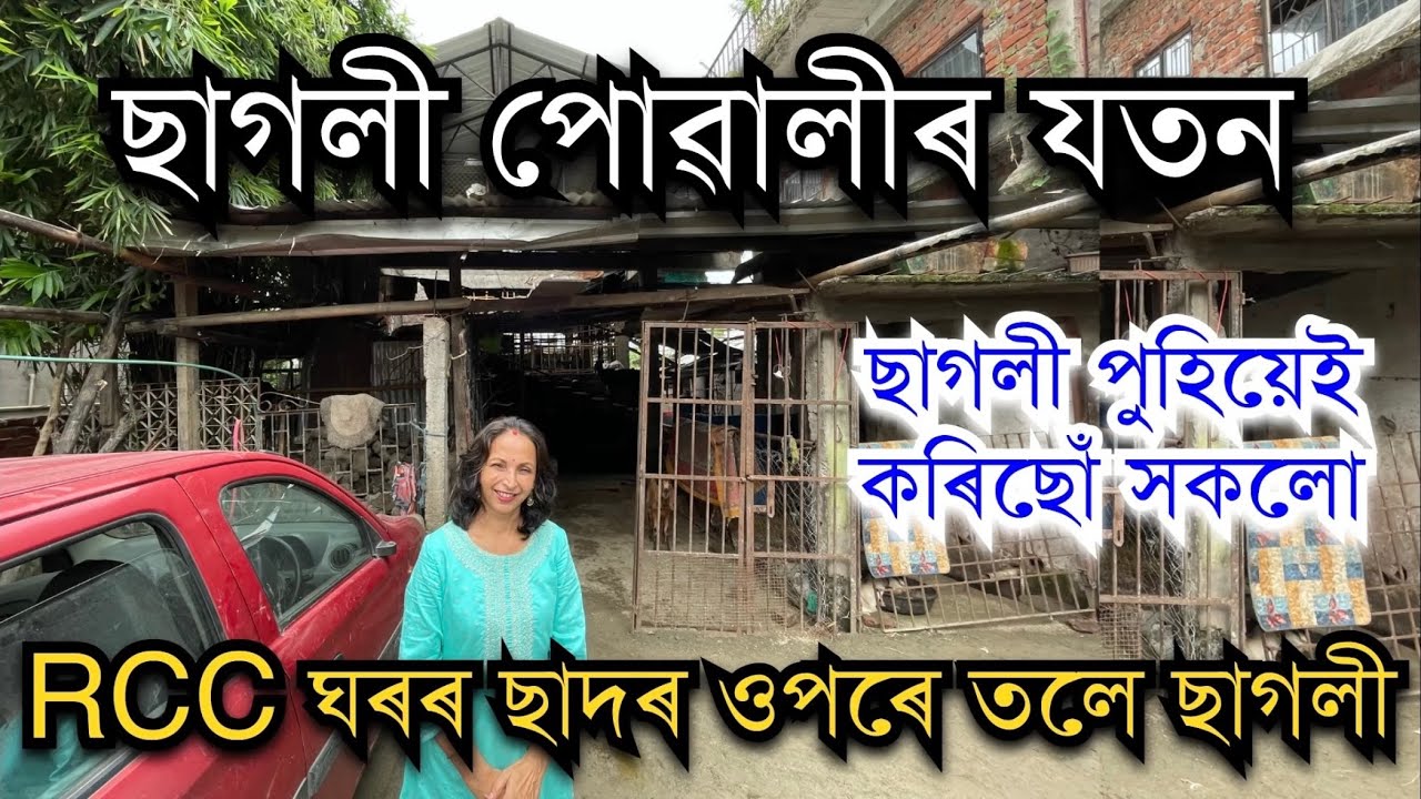 RCC ঘৰৰ ছাদৰ ওপৰে তলে ছাগলী। Goat farm in Assam #goatfarm। Goat farming in Assam।Pranjal Gogoi।Goat