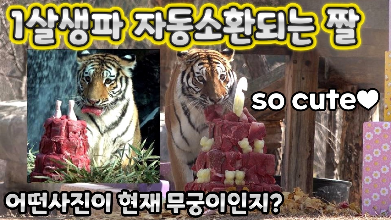(4K) ⭐6살생파⭐ 무궁이 드디어 고기한점 물어드는 감격적인 순간 - 백두대간수목원 / 한국호랑이 / 호랑이숲