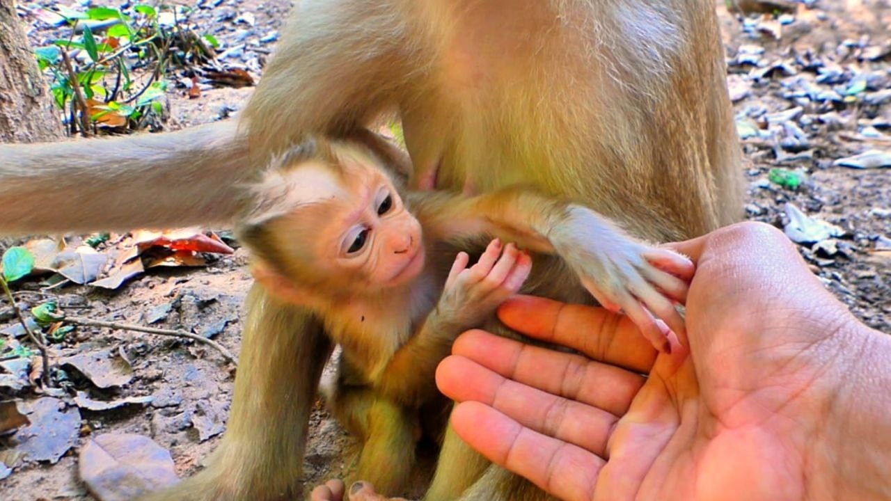 Adorable Newborn LUCAN Tries to Play with Camera Man, But His Mother Doesn't Seem to Want It...