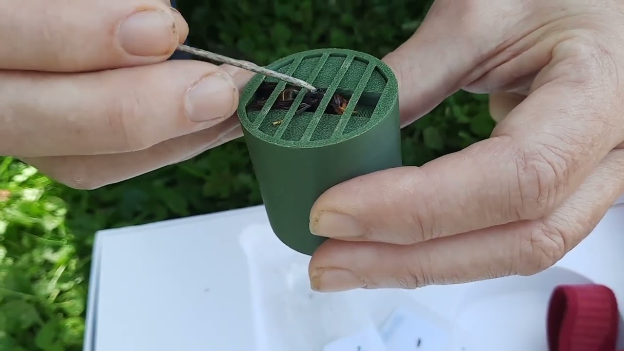 Lutte contre le Frelon asiatique avec un nano traceur...