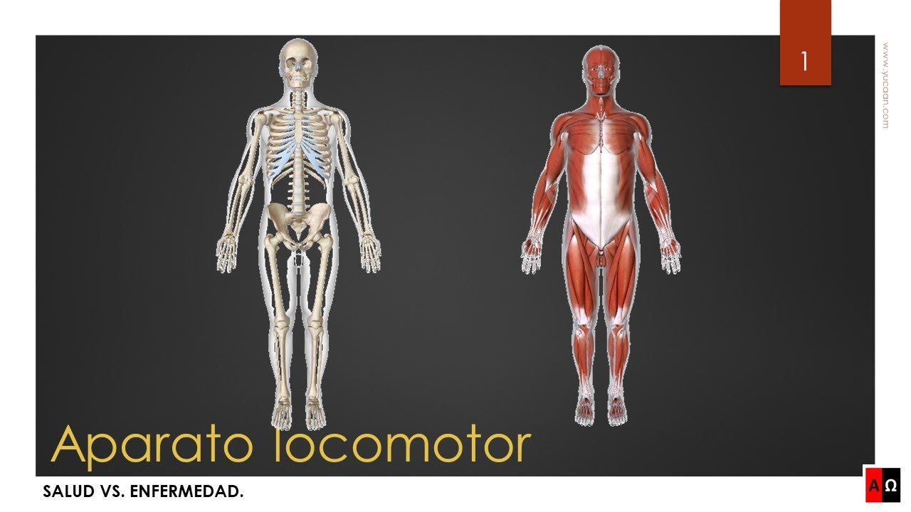Salud vs. Enfermedad aparato locomotor