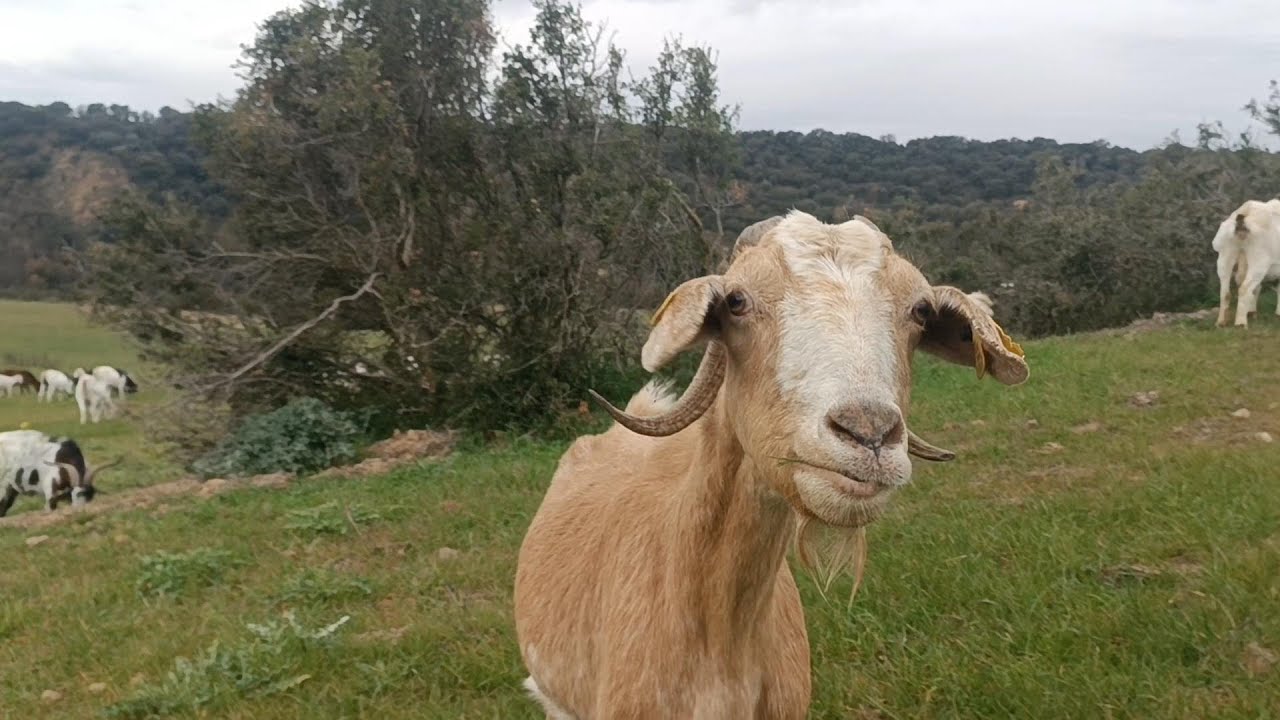 Así saco a unas cabras del fondo de un barranco 🐐🏔
