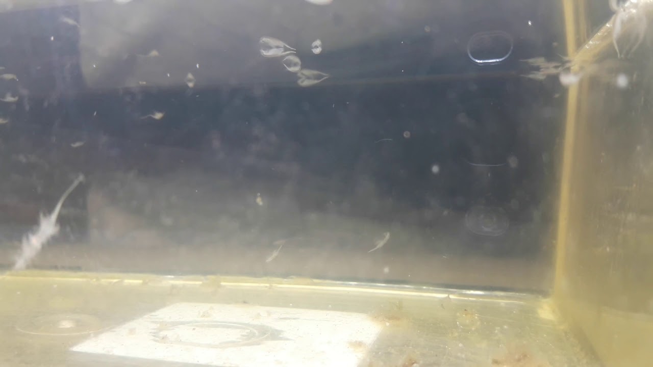 Artemia Aufzucht ? Aber richtig !