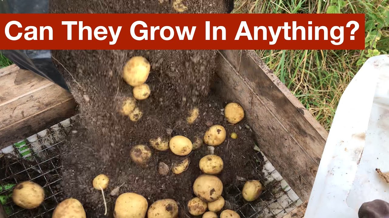 Can Potatoes Grow in Almost Anything? - Part 3 of the Potato Grow Bag Trials