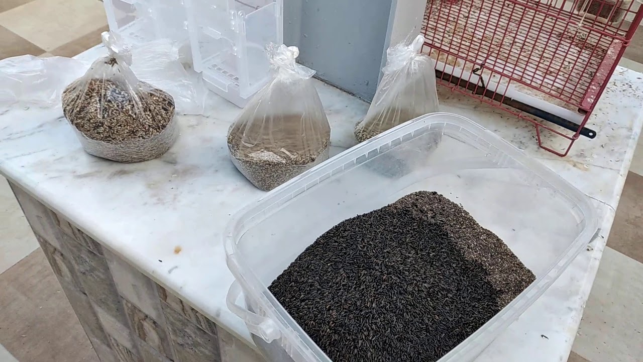 بذور يجب أن تكون متوفرة للحسون 9