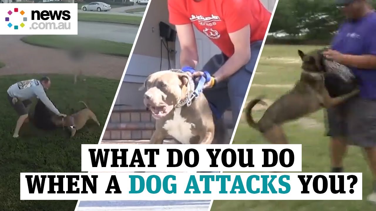 What do you do when a dog attacks you?