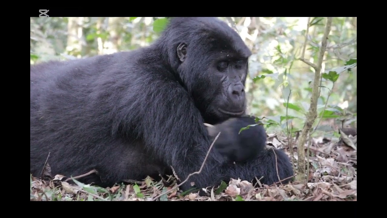 Mountain Gorilla Tracking at Bwindi Impenetrable National Park