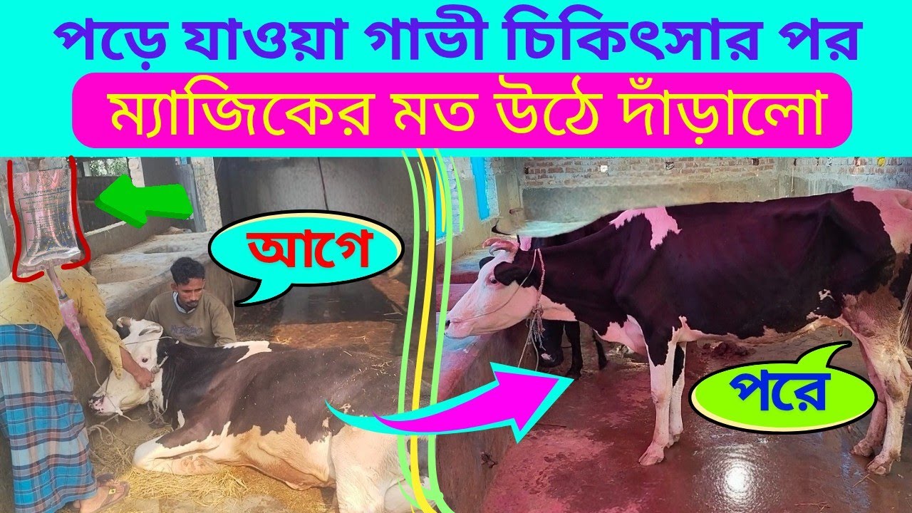 পড়ে যাওয়া গরু দাঁড় করানোর চিকিৎসা // ম্যাজিকের মত উঠে দাঁড়ালো। 