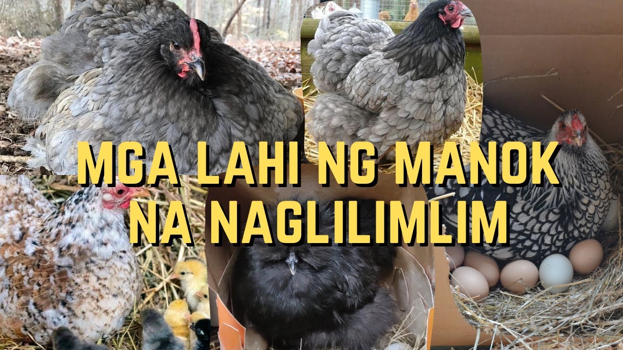 Mga lahi ng manok na naglilimlim