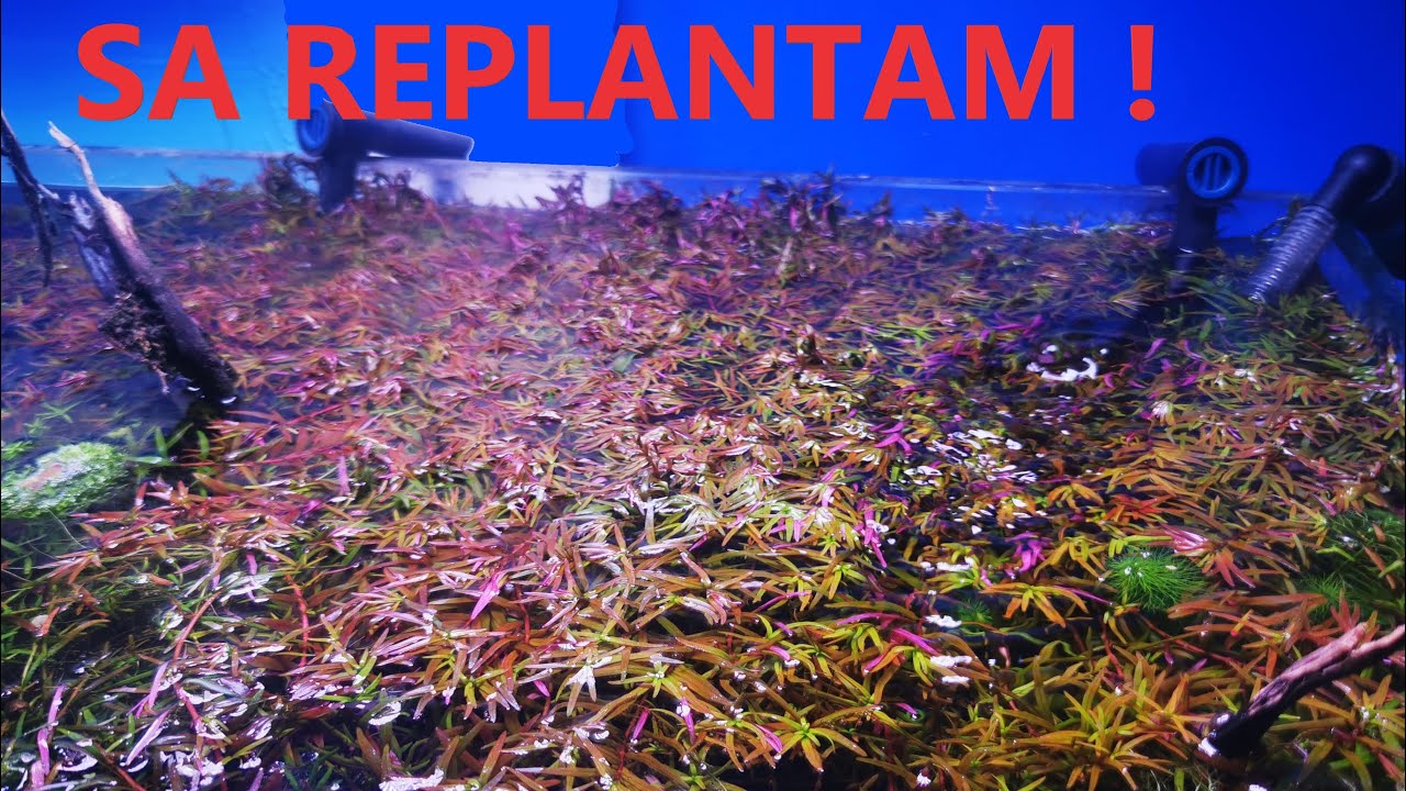 CUM FAC TUFA PERFECTA? (plantarea corecta a stemurilor) P2