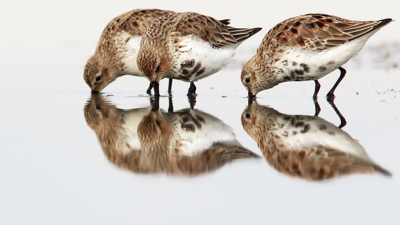 WADERS (shorebirds) - birds in autumn