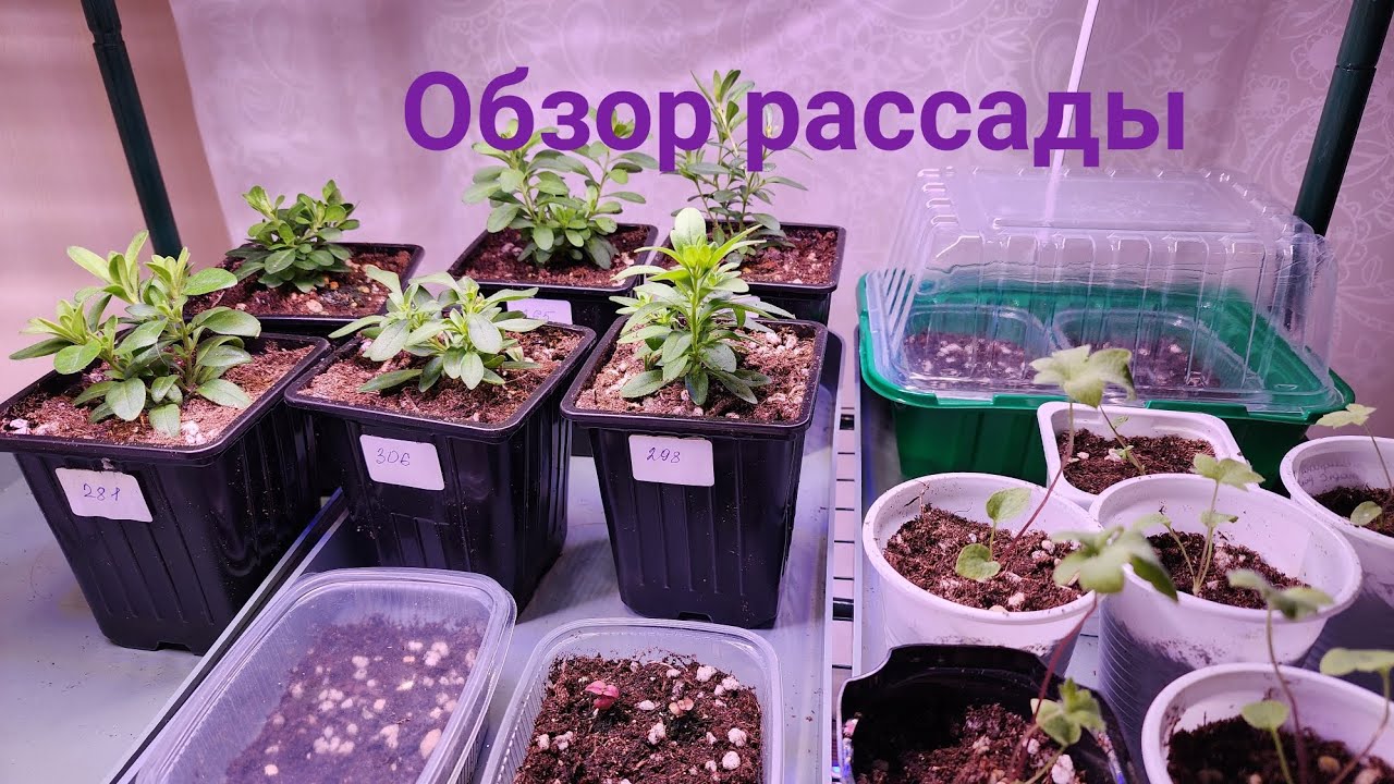 Обзор рассады.  Калибрахоа, эустома, бегония, дихондра серебристая, лиатрис, анемона , дельфиниум 
