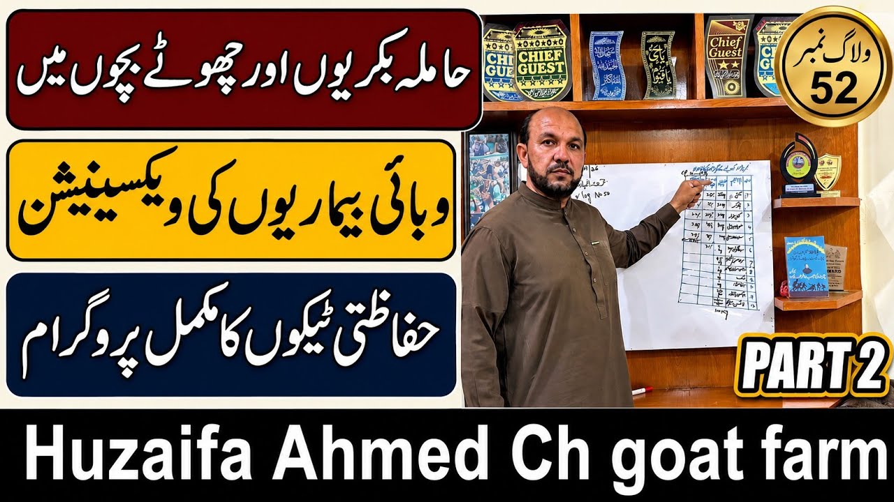 Vaccination Program for Pregnant Goats & Young Kids | Complete Goat Vaccination Schedule Part No 2 