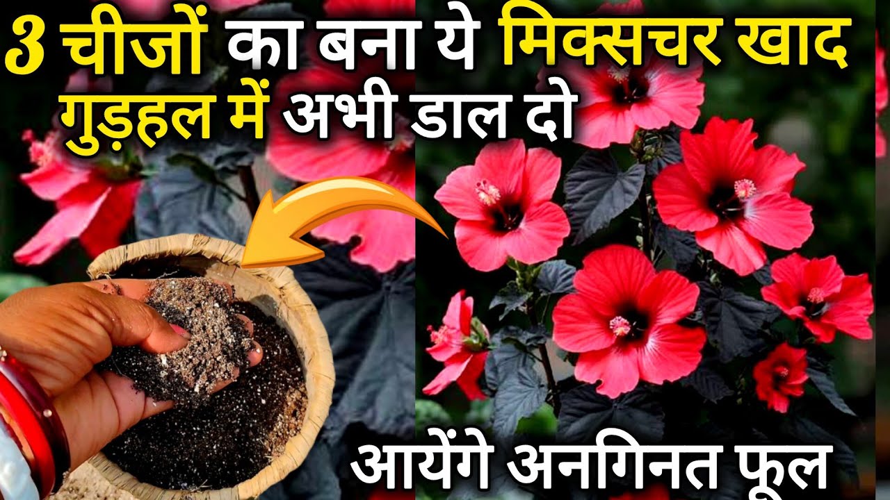 ये 3 चीज़ से बना हुआ शक्तिशाली खाद डालते ही गुड़हल फूलों और कलियों से भर जाएगा। Hibiscus plant care 