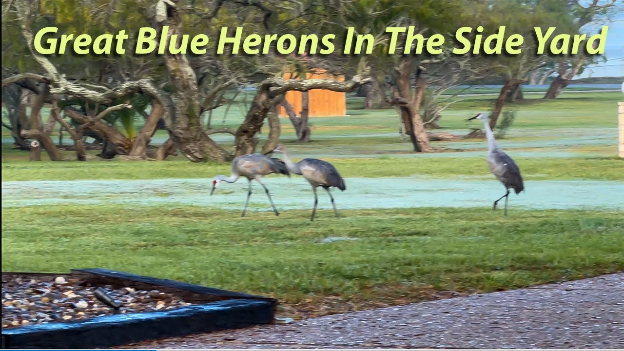 great blue herons side yard 251212