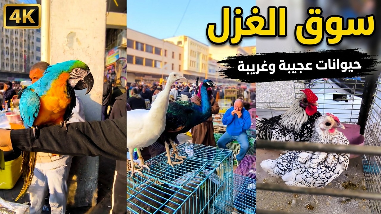سوق الغزل الجمعه حيوانات وطيور عجيبه