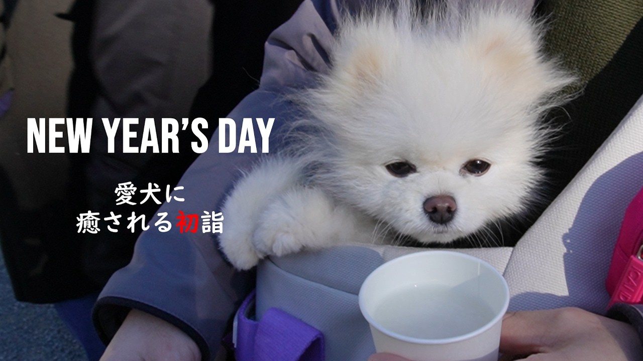 あなたもきっと癒される｜Vlog｜犬と過ごす幸せな元旦