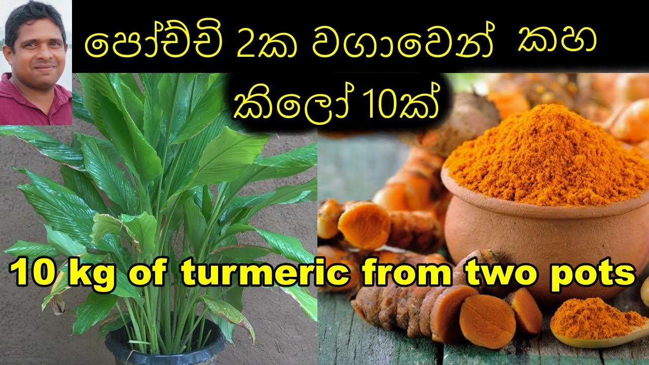 බදුන් දෙකක වගාවෙන් කහ කිලෝ 10ක්  turmeric cultivation කහ වගාව Organic turmeric cultivation