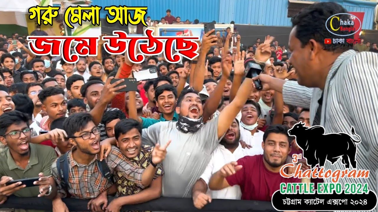 গরু মেলায় আজ অস্থির অবস্থা! চট্টগ্রাম ক্যাটেল এক্সপো 2024