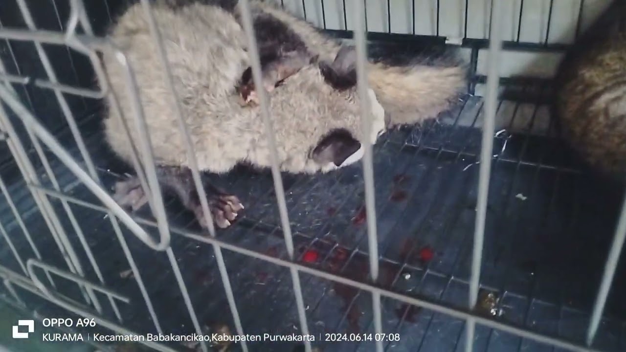 MELIHAT LANGSUNG PROSES MUSANG KAWIN....DI SIMAK👍... #kurama #musang