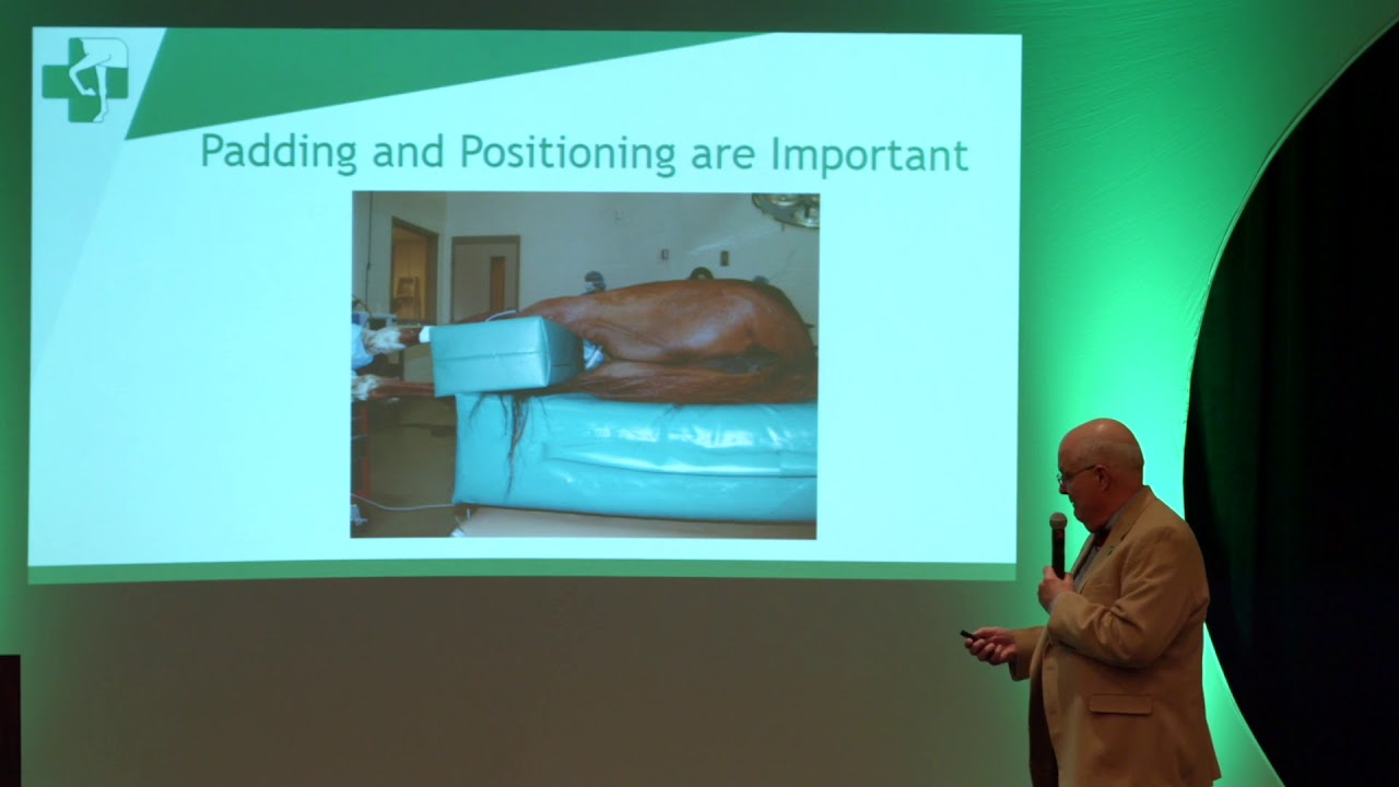 How Does Equine Anesthesia Compare to Human Anesthesia?
