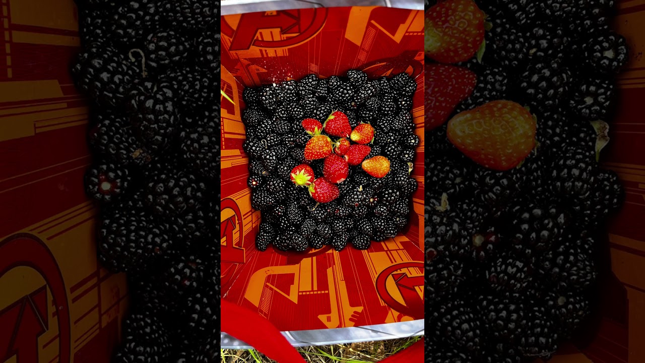 It&rsquo;s time for jam & pie 🫙🥧 #farm #garden #nature #gardening #fun #blackberries #strawberries #jam