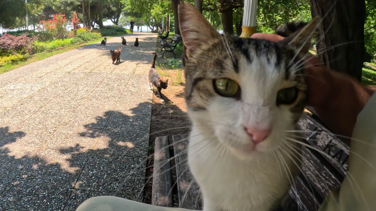 I Sat on a Bench in the Cat Island and Got Surrounded by Cats