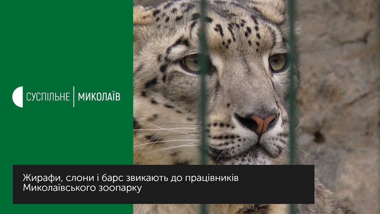 Жирафи, слони і барс звикають до працівників зоопарку