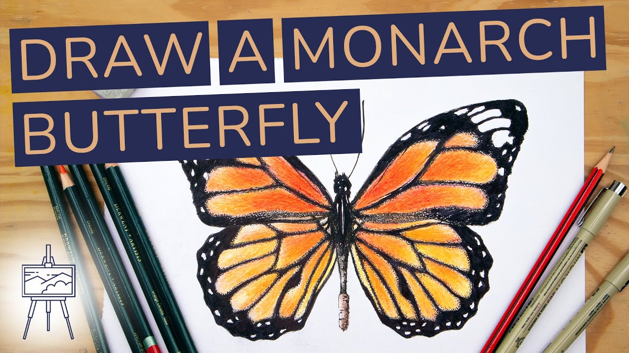 How to Draw a Monarch Butterfly (Easy and Realistic)