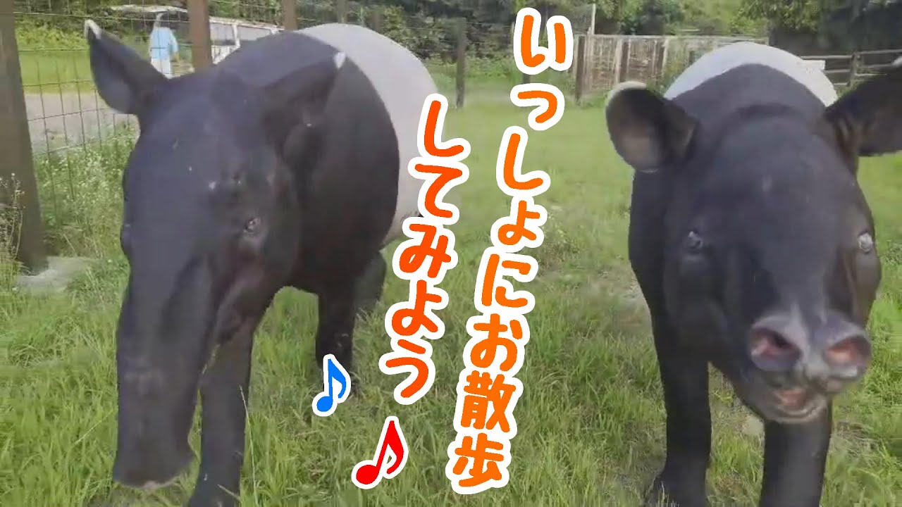 【 マレーバク 】飼育員さんとお散歩♪