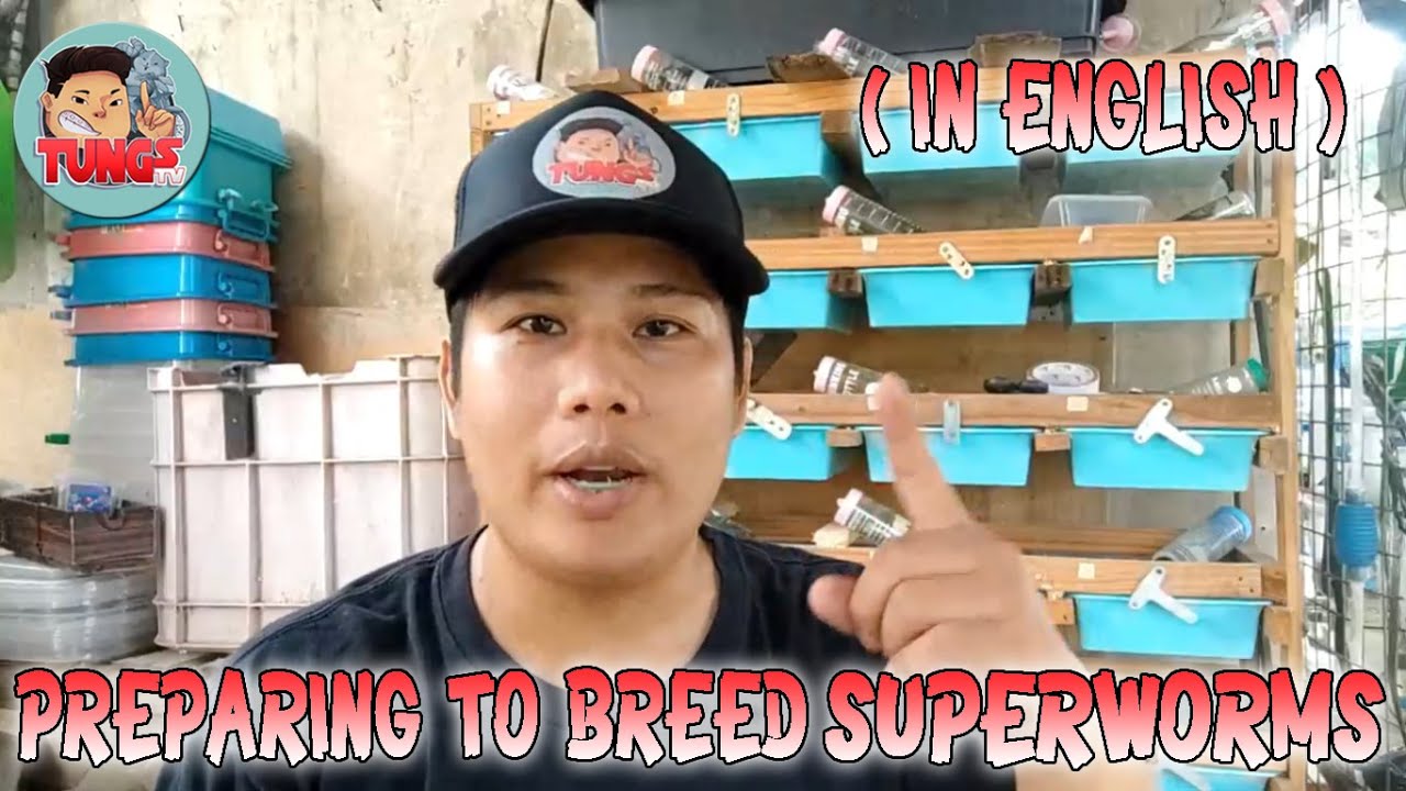 Superworm Breeding Preparation (in English) TUNGS TV ep37