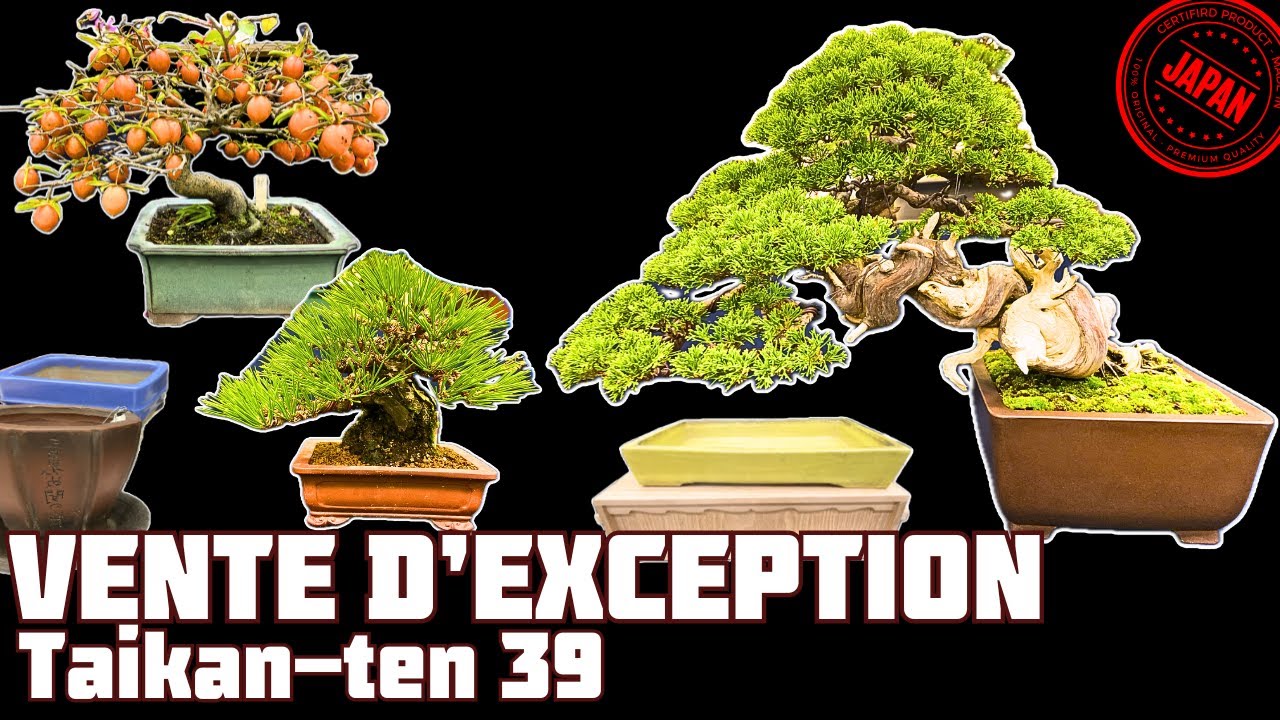BONSAÏS et POTS à Vendre À LA TAIKAN-TEN 39 🇯🇵 NEJIKAN BONSAI 🇯🇵