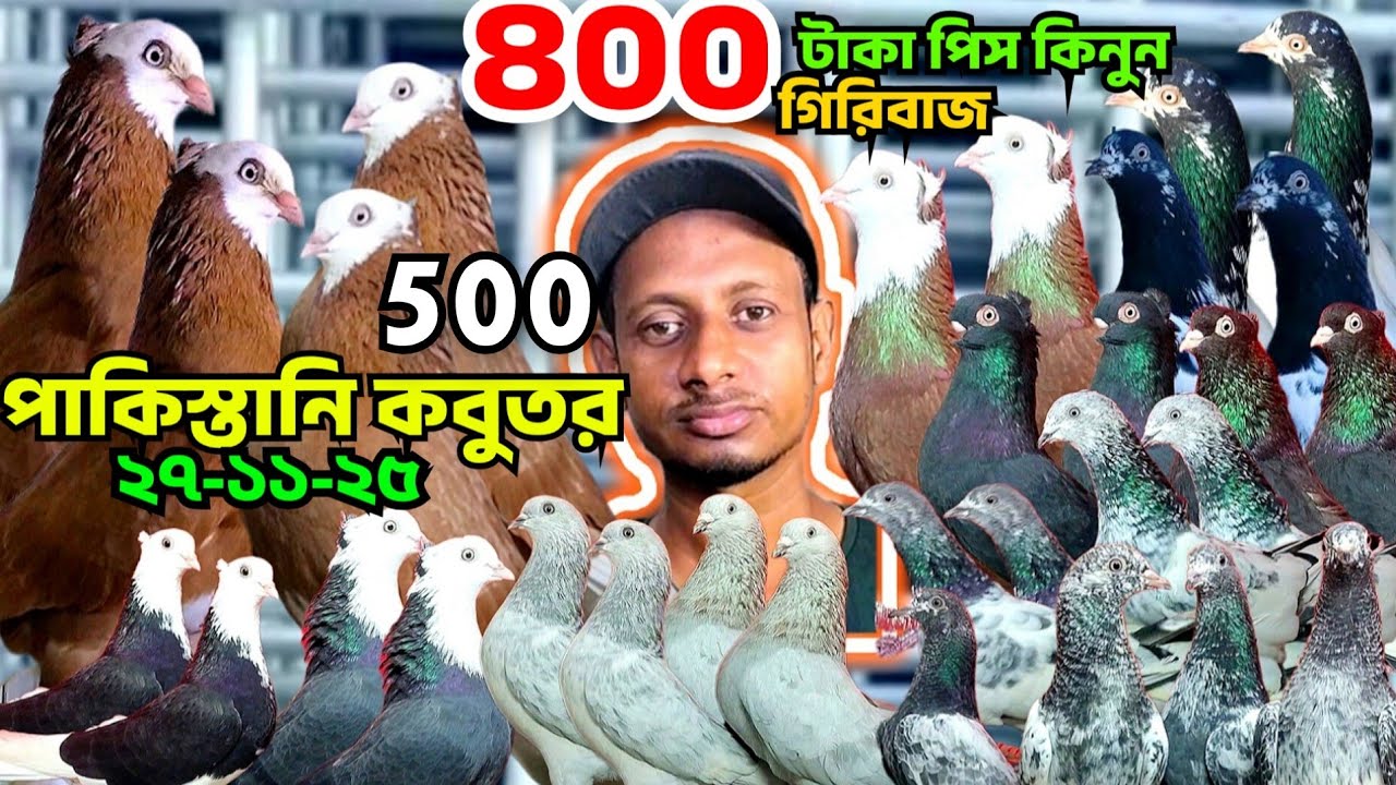  ৪০০ টাকা পিস লাল হলুদ গররা কবুতর কিনুন, পাকিস্তানি টেডি কবুতর,গিরিবাজ কবুতর, রুবেল ভাই
