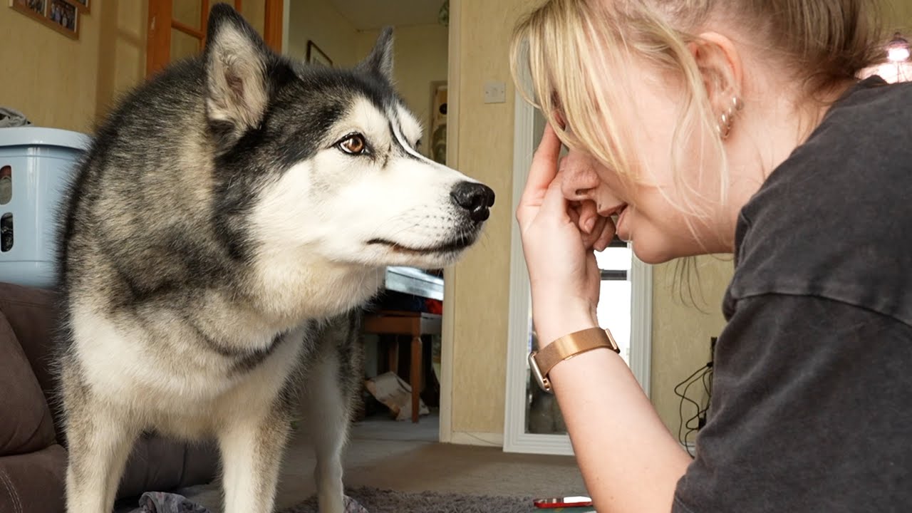 My Husky Nearly KNOCKS Me Out! But Says Sorry!