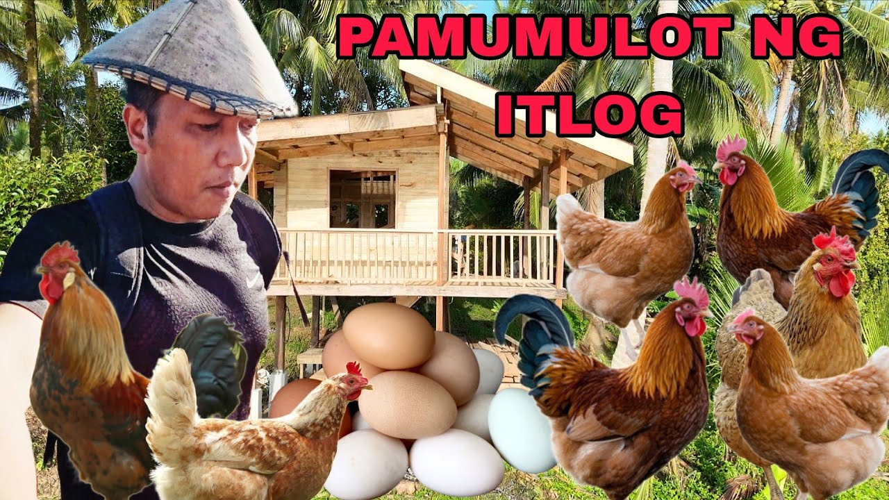 Pamumulot ng mga itlog native na manok Para sa bagong taon happy new year