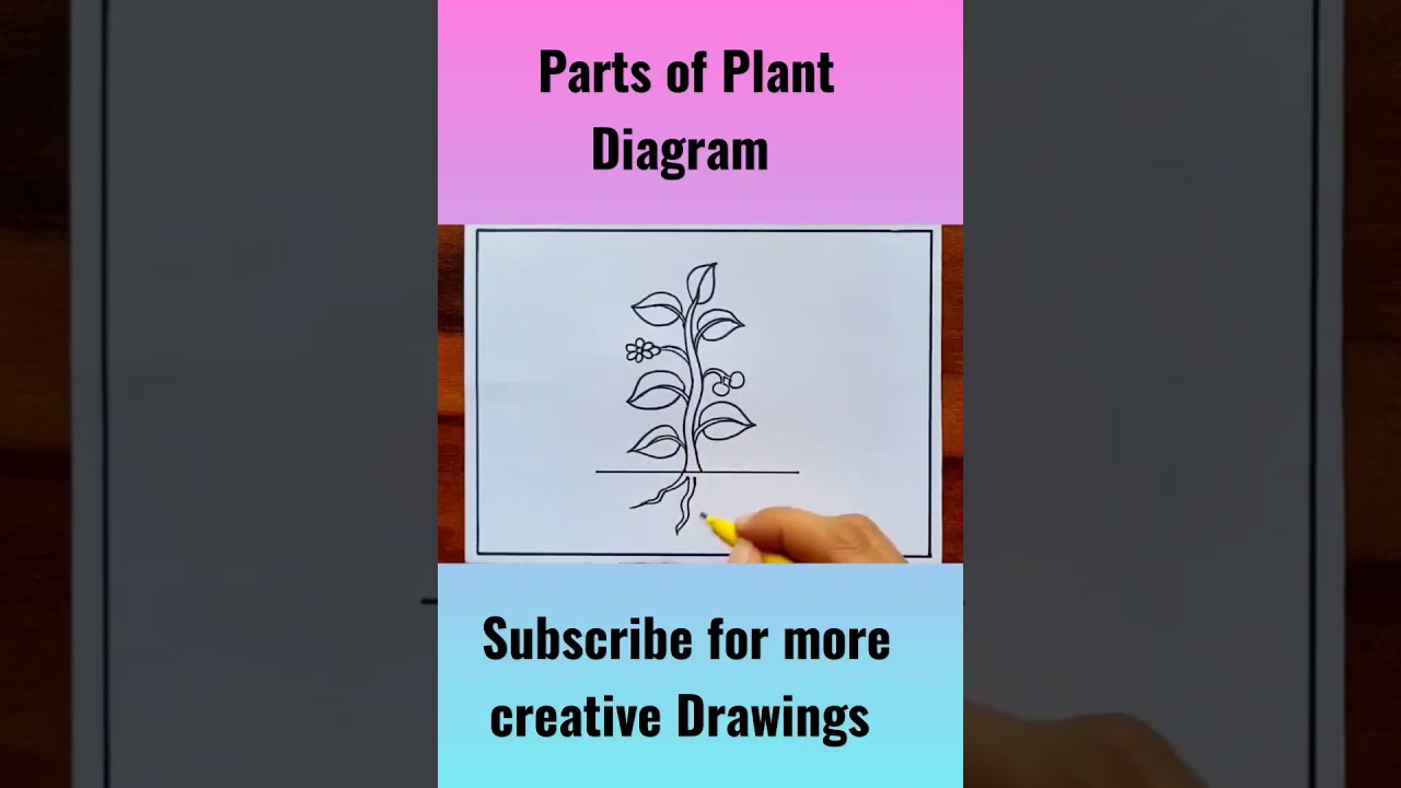 Parts of plant diagram for kids #shorts #amritadrawingbook #partsofplant
