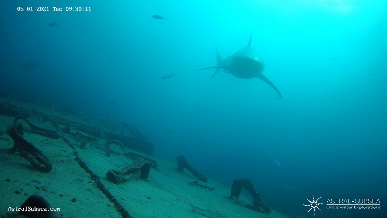 Dusky shark captured by underwater trap-cam