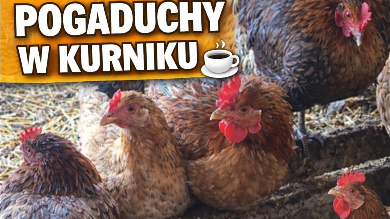 Pogaduchy w kurniku☺️ Kacza Mama nadaje na żywo nr.15 