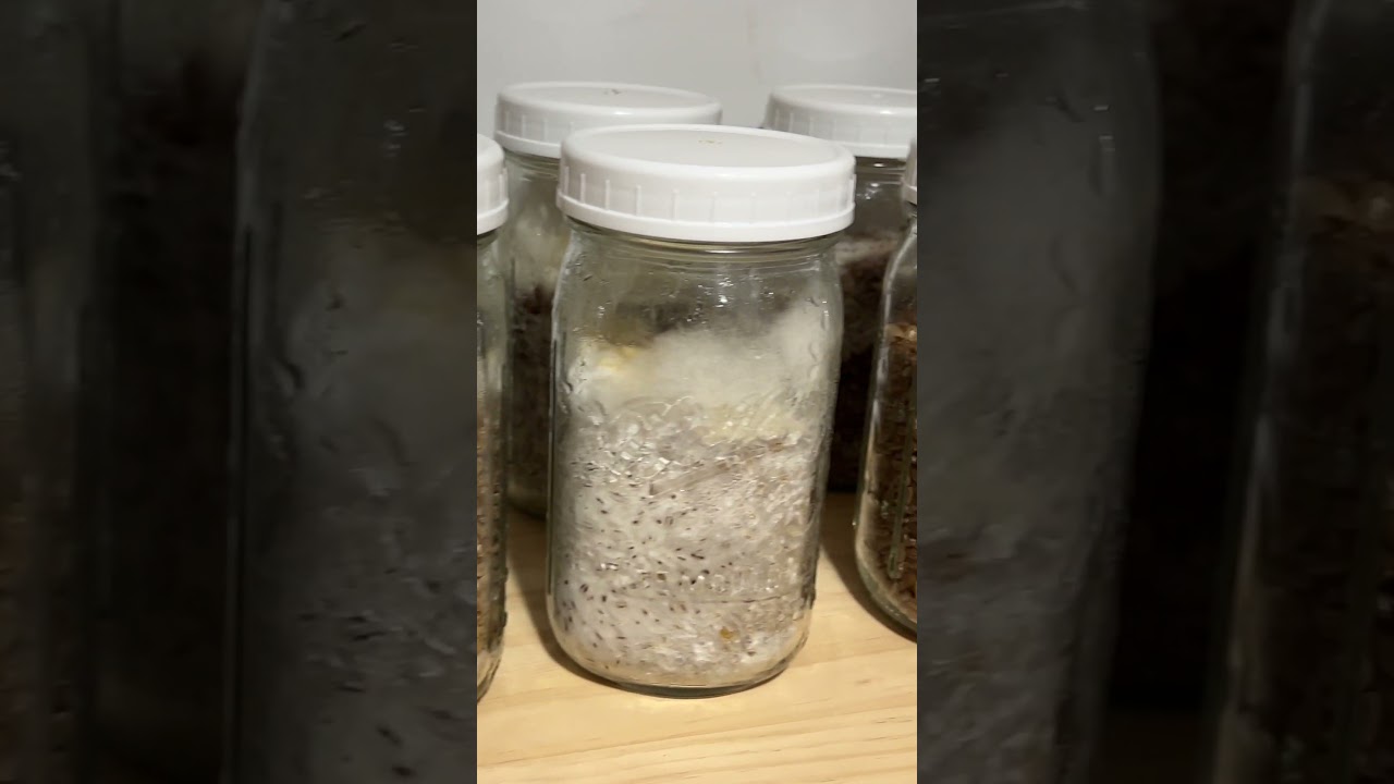 Growing Lion's Mane AT HOME!