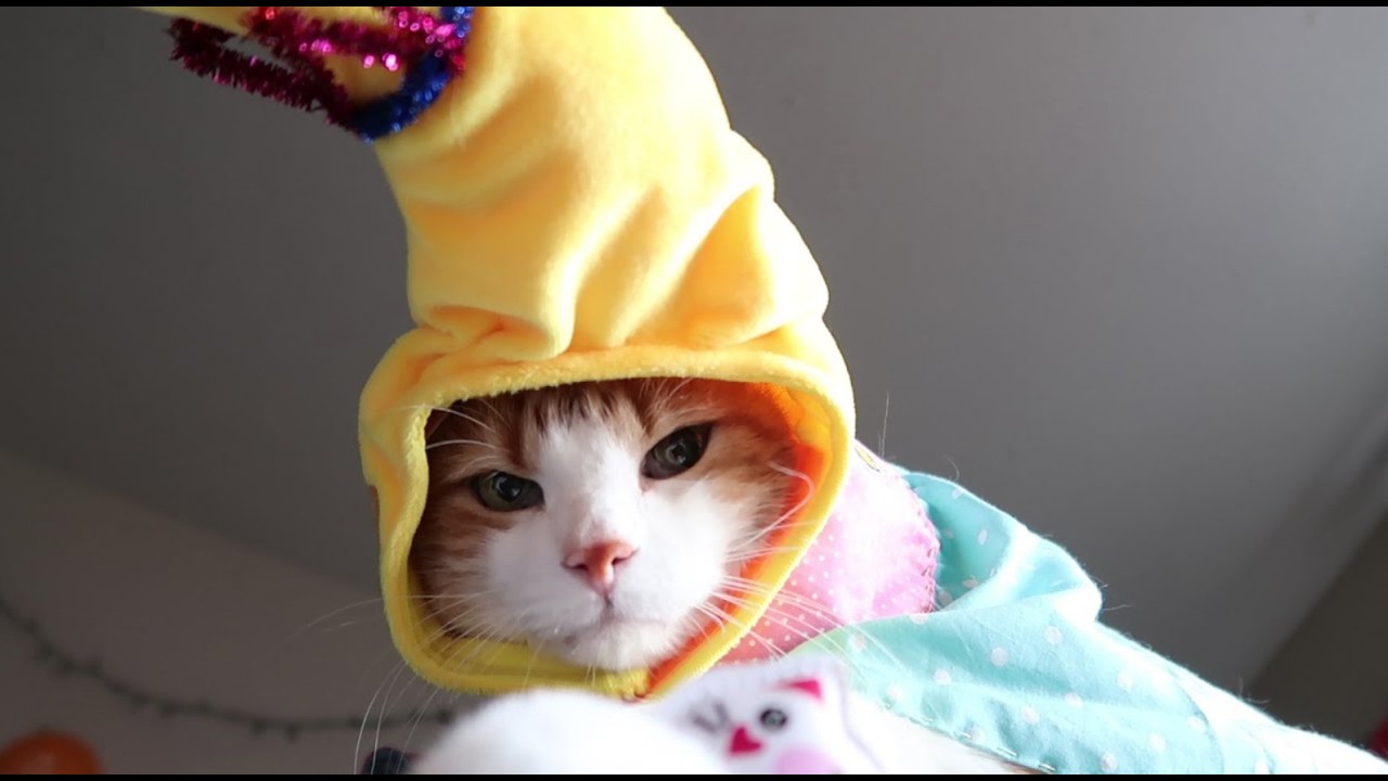 My Cat Is The Banana King