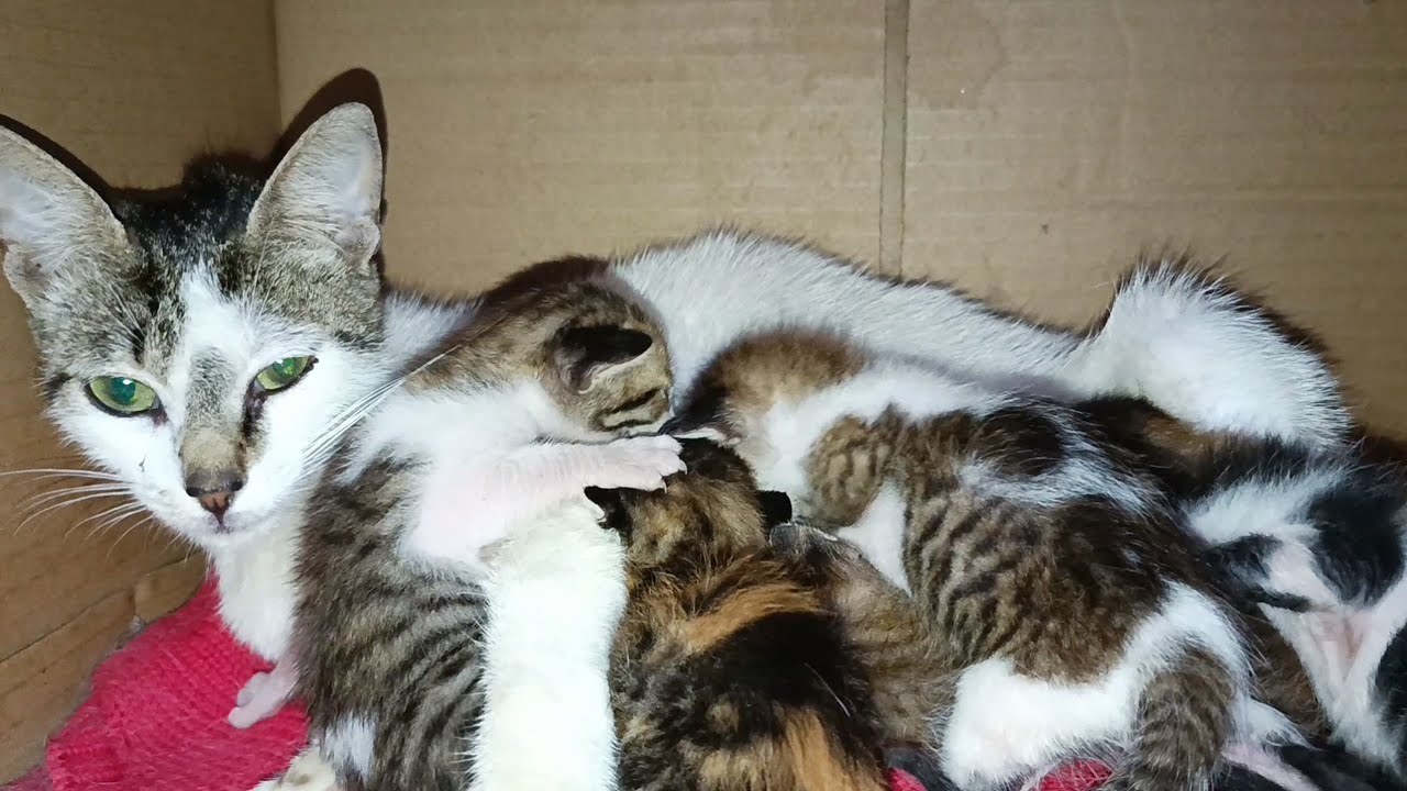 Mother cat cuddles her five kittens while they suckle milk